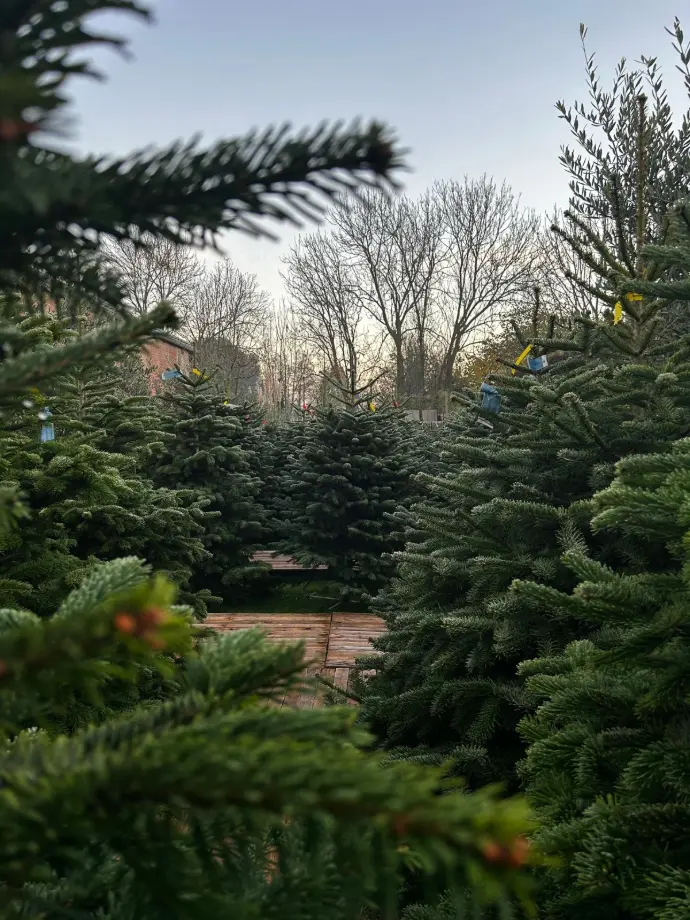 Aanbod kerstbomen