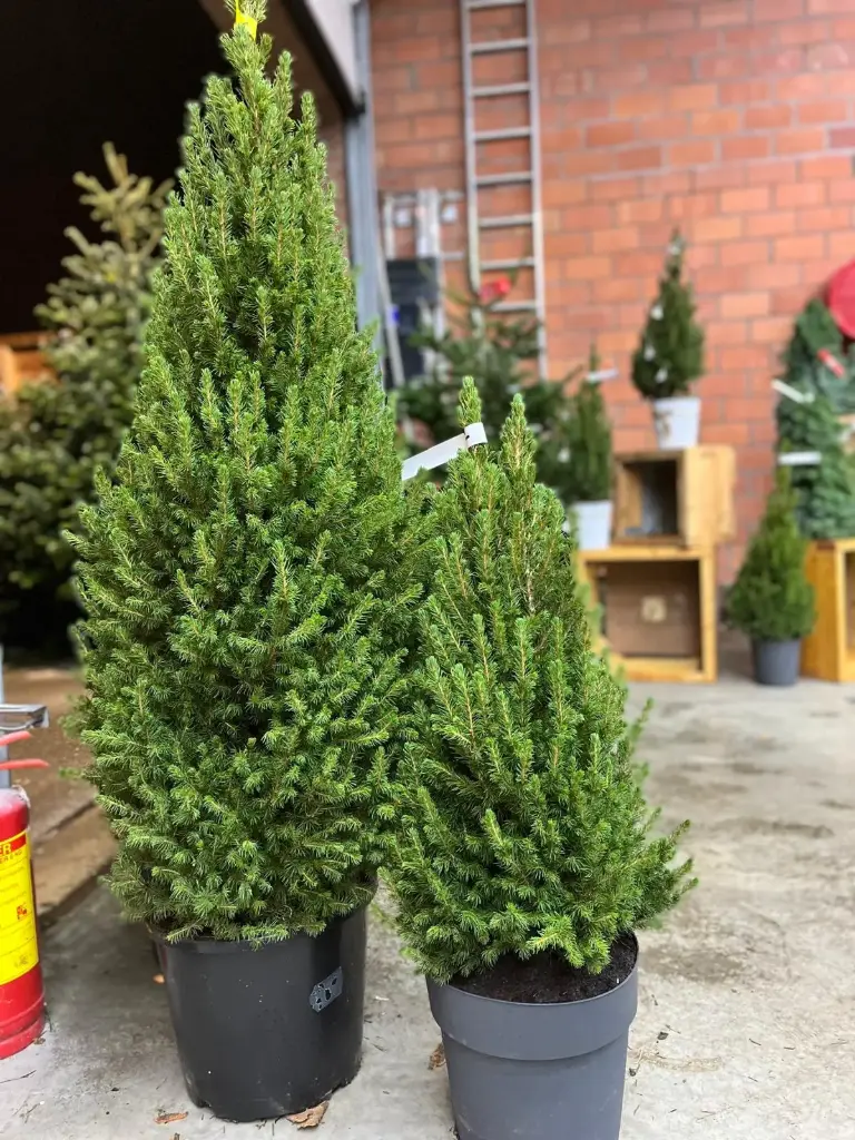 Conica - kegel 80-100cm