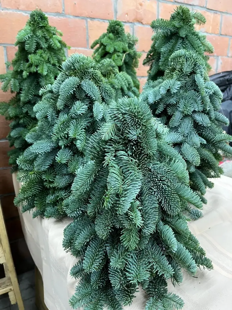 Nobilis boompje 50cm