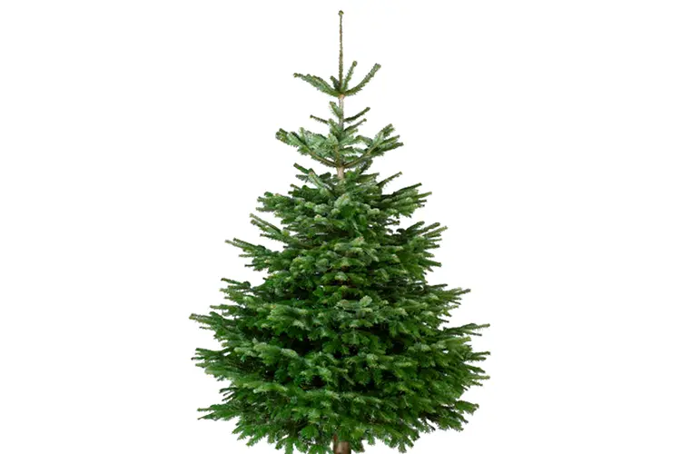 Nordmann Excellent 100-125cm