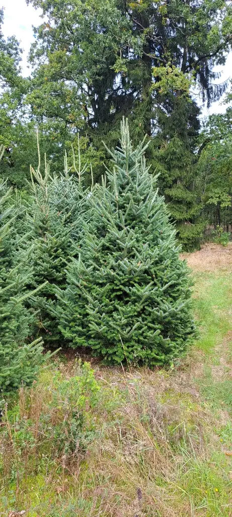 Fraseri 175-200cm - potgekweekt