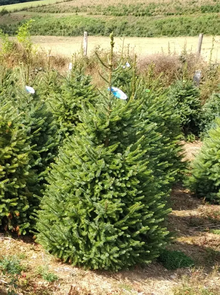 Zilverspar (Omorika) 150-175cm - potgekweekt