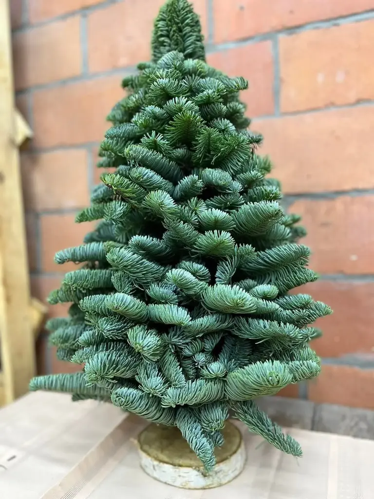 Nobilis boompje op stam 50cm